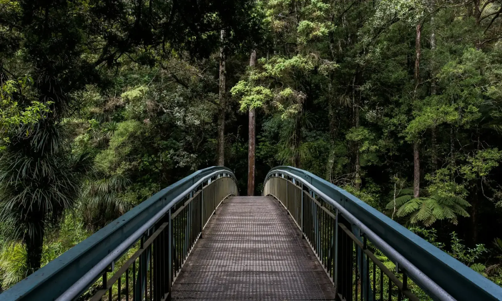 A quiet forest path — the calm journey toward a secure retirement with SecureFuture Planners (Demo)
